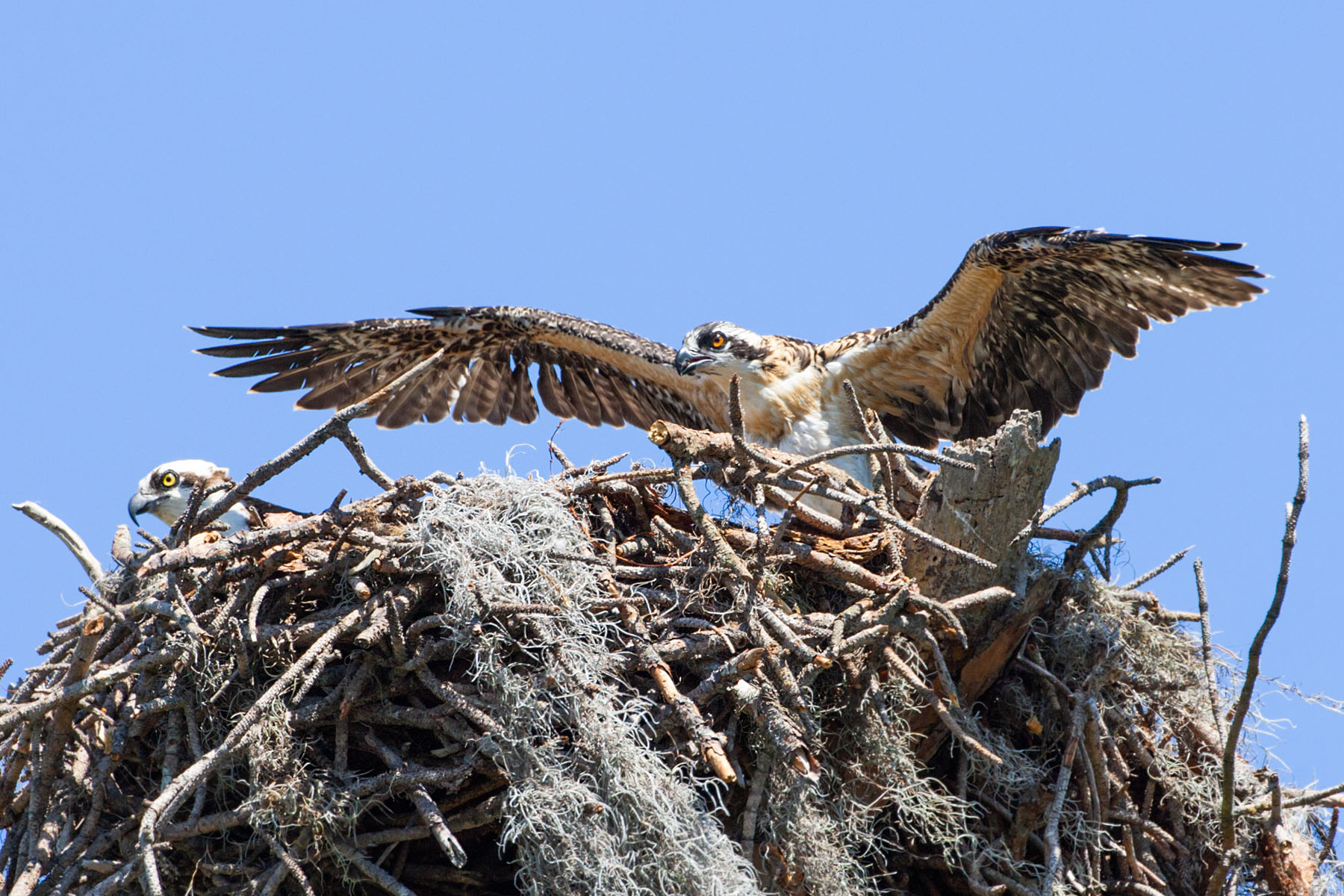 Young osprey tests its wings, Honeymoon Island State Park, Florida.  Click for next photo.