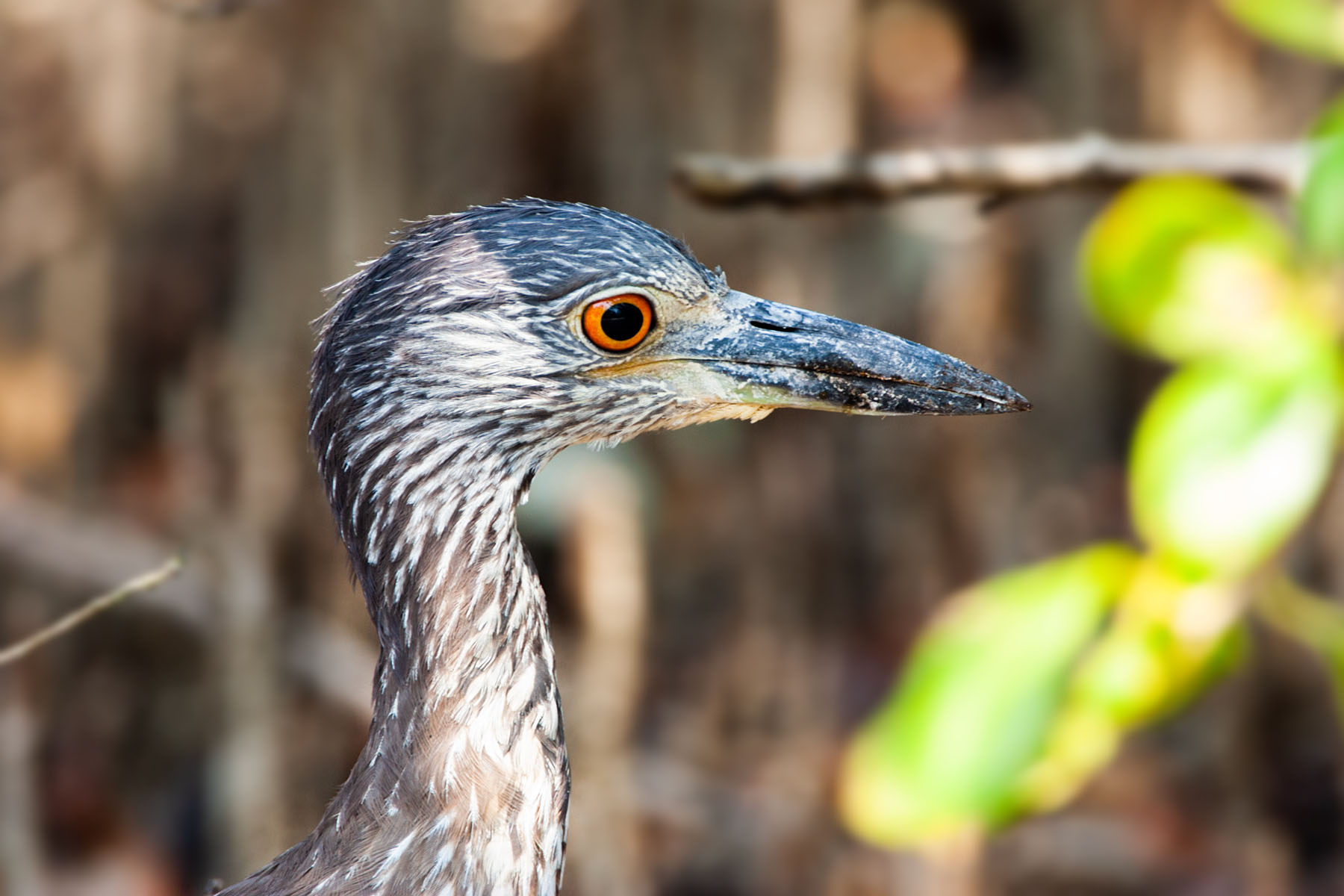Yellow-crowned night heron similar to one I saw in 2002 at Sanibel, Honeymoon Island, Florida.  Click for next photo.