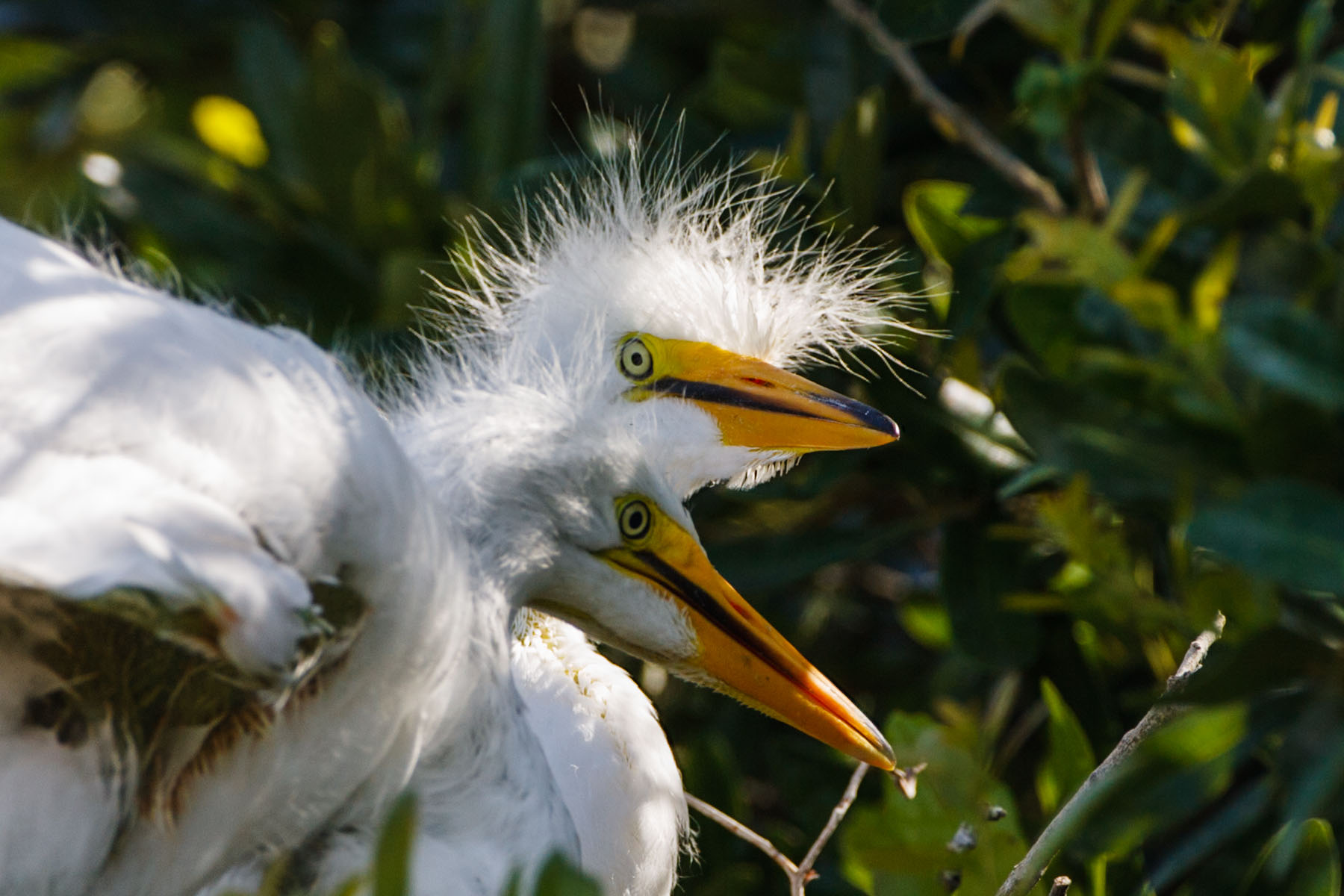 Egret chicks, St. Augustine Alligator Farm, Florida.  Click for next photo.