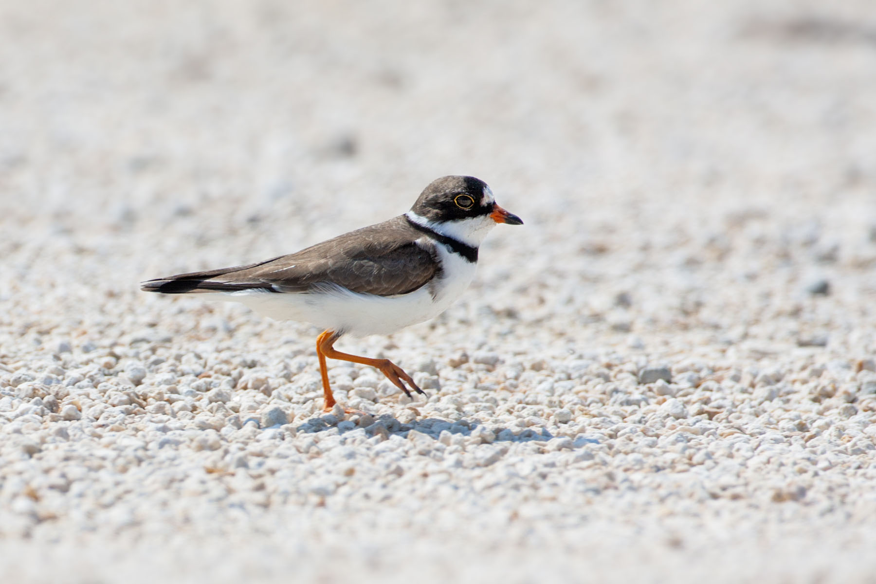 Killdeer, Merritt Island NWR, Florida.  Click for next photo.