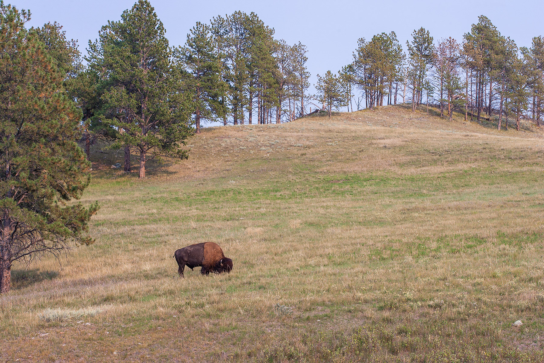 Bison, Custer State Park.  Click for next photo.