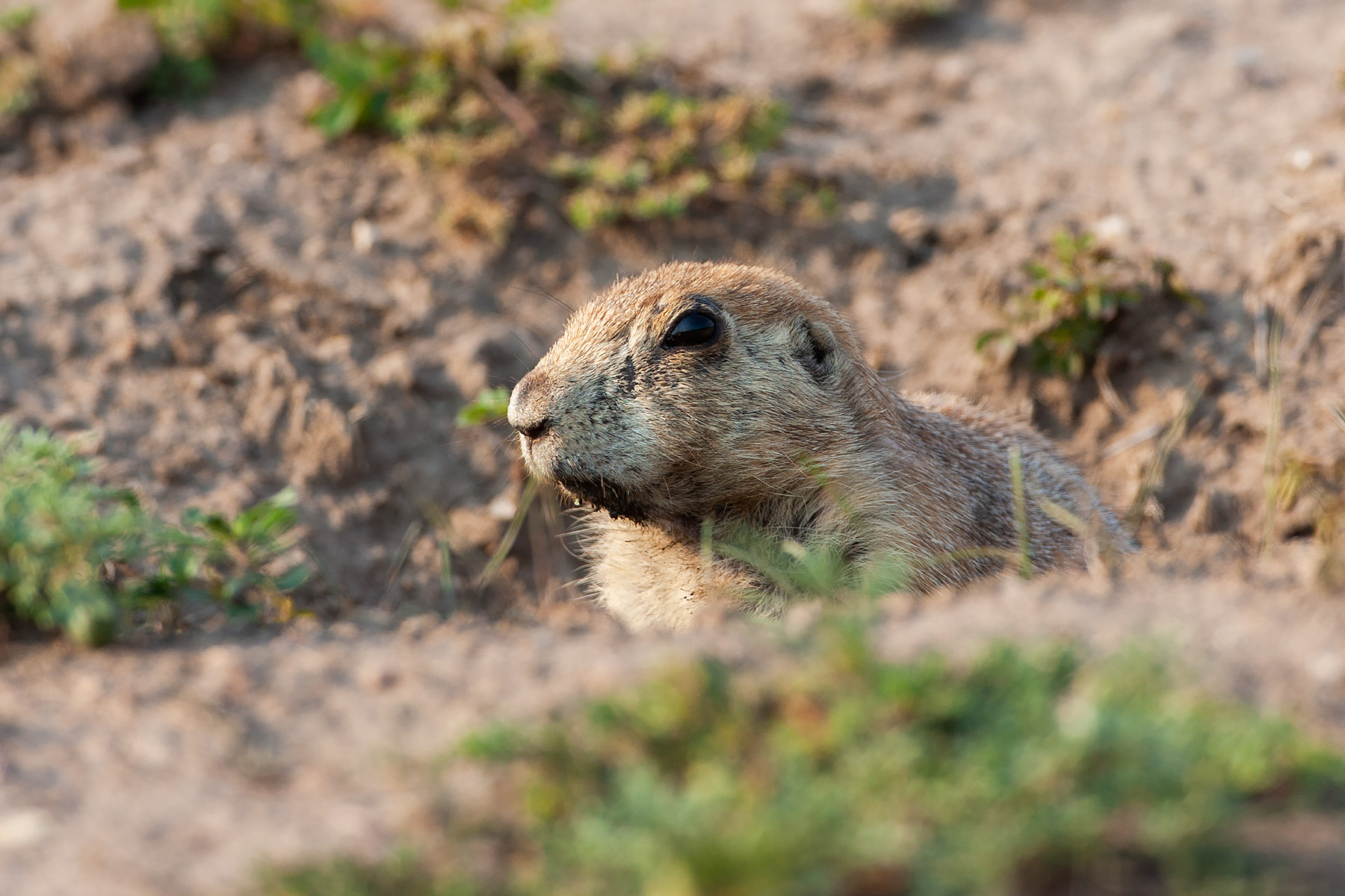 Prairie dog, Wind Cave National Park.  Click for next photo.