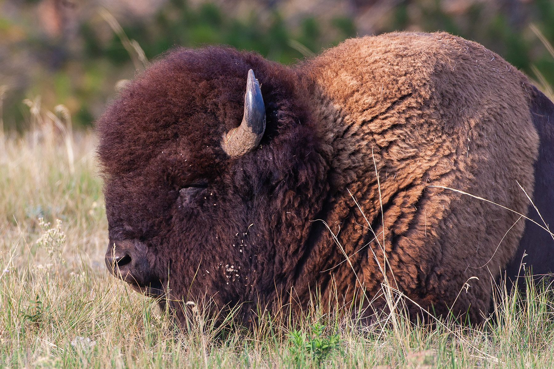 Bison snoozing, Custer State Park.  Click for next photo.