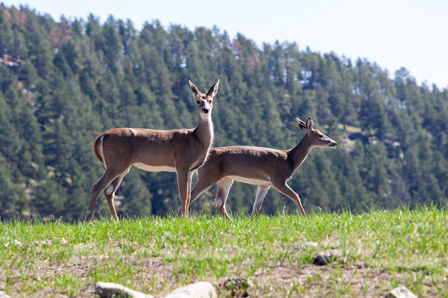 Deer, Custer State Park.  Click for next photo.