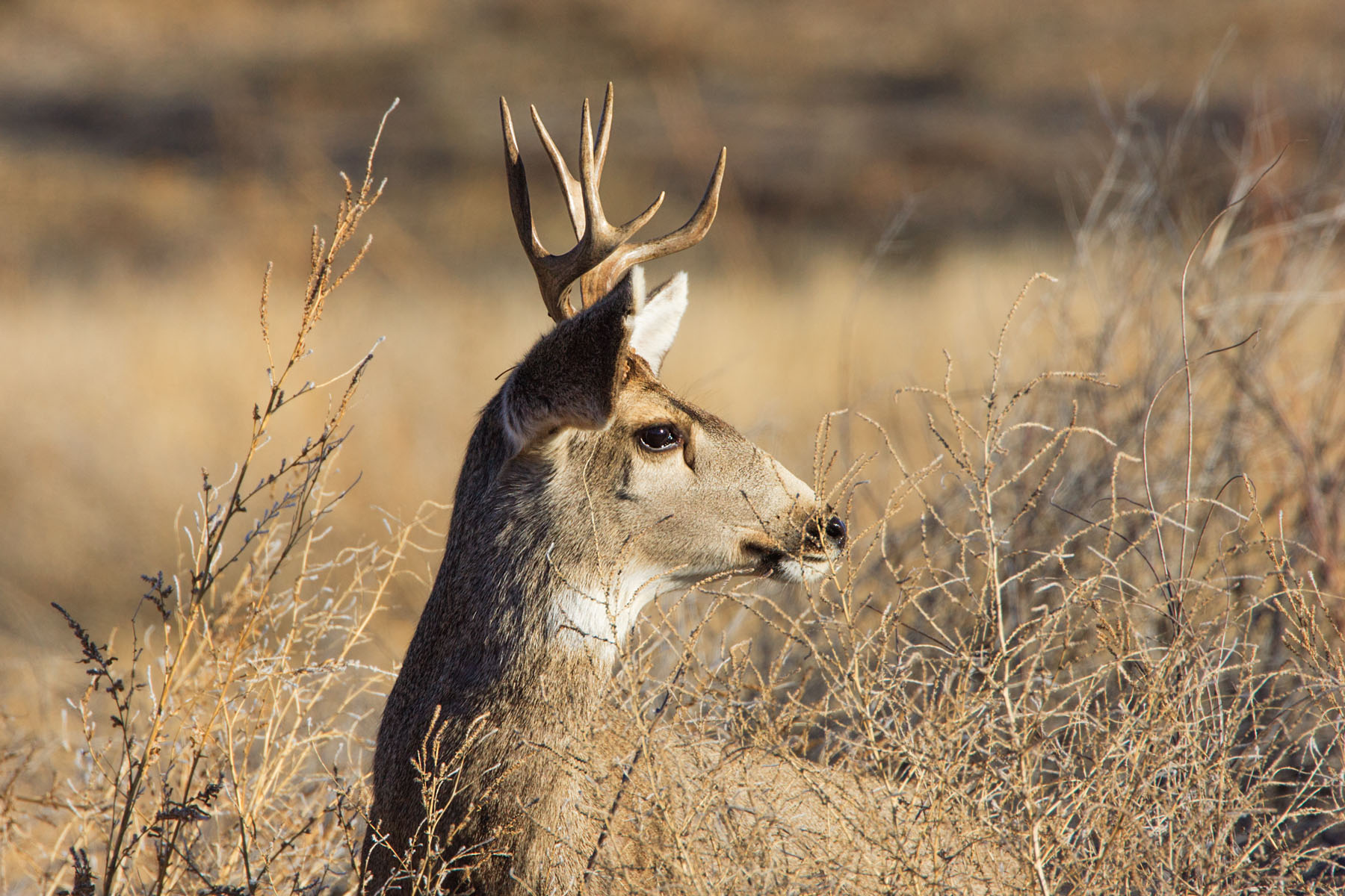 Deer buck, Bosque del Apache NWR, New Mexico.  Click for next photo.