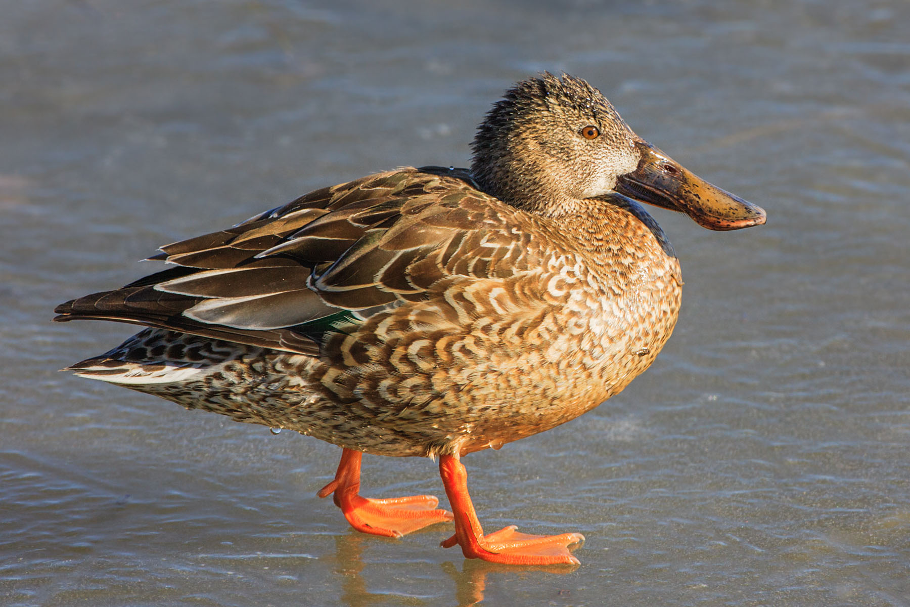 Duck on the ice, Bosque del Apache NWR, New Mexico.  Click for next photo.