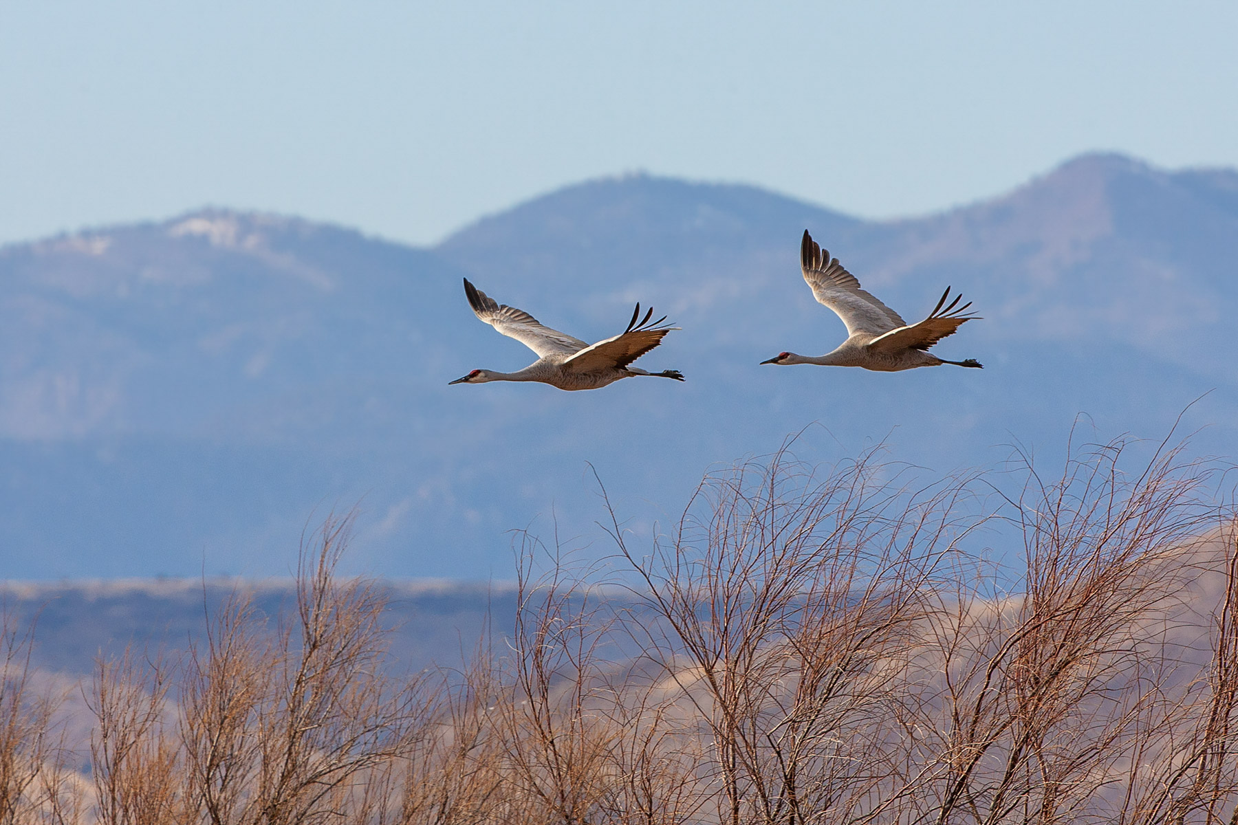 Sandhill cranes, Bosque del Apache NWR, New Mexico.  Click for next photo.