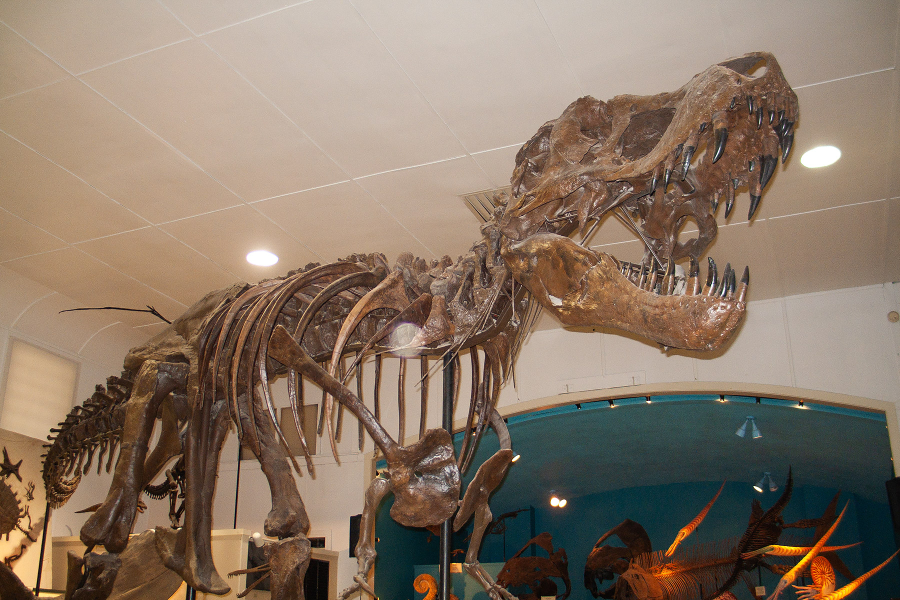 T-Rex Stan, Black Hills Institute of Geological Research, Hill City, SD.  Click for next photo.