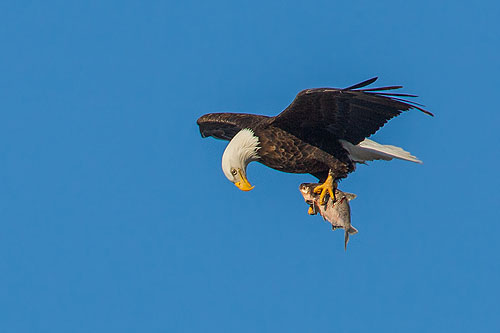 Eagle checks its catch.