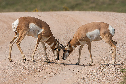 Pronghorns sparring, Custer State Park.