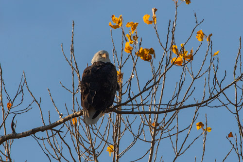 Bald Eagle, Squaw Creek NWR