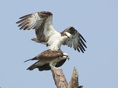 Osprey