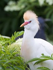 Cattle Egret