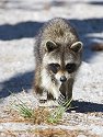 Raccoon ignores me, Honeymoon Island, Florida.