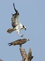 Osprey coming in for a landing, second in sequence, Honeymoon Island State Park, Florida.