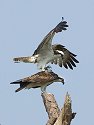 Osprey link up, third in sequence, Honeymoon Island State Park, Florida.