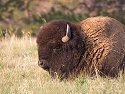 Bison snoozing, Custer State Park.