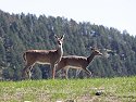 Deer, Custer State Park.