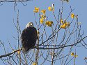 Bald Eagle, Squaw Creek NWR
