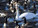 Swan among the geese, Arrowhead Park, Sioux Falls, SD.