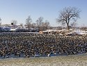 Canada geese (mostly), Arrowhead Park, Sioux Falls, SD.