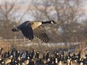 Canada goose, Arrowhead Park, Sioux Falls, SD.