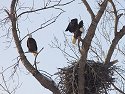 Bald Eagles, Squaw Creek NWR