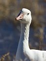 Snow goose auditioning for an insurance commercial, Bosque del Apache NWR, New Mexico.