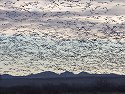 Morning commute for the snow geese, Bosque del Apache NWR, New Mexico.