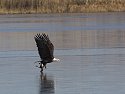 Bald Eagle hauls a coot back to its roost, Bosque del Apache NWR, New Mexico.