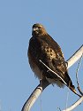 Red-tailed Hawk?, Bosque del Apache NWR, New Mexico.