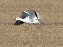 Snow goose takes off, Bosque del Apache NWR, New Mexico.