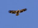 Bald Eagle (juvenile), Bosque del Apache NWR, New Mexico.