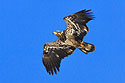 Juvenile bald eagle, Mississippi River.