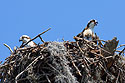 Two osprey in nest, Honeymoon Island State Park, Florida.
