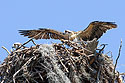 Young osprey tests its wings, Honeymoon Island State Park, Florida.