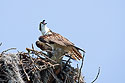 Osprey in nest, Honeymoon Island State Park, Florida.