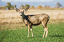 Deer, Las Vegas NWR, New Mexico.