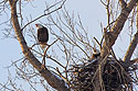 Eagles at nest, Squaw Creek NWR.