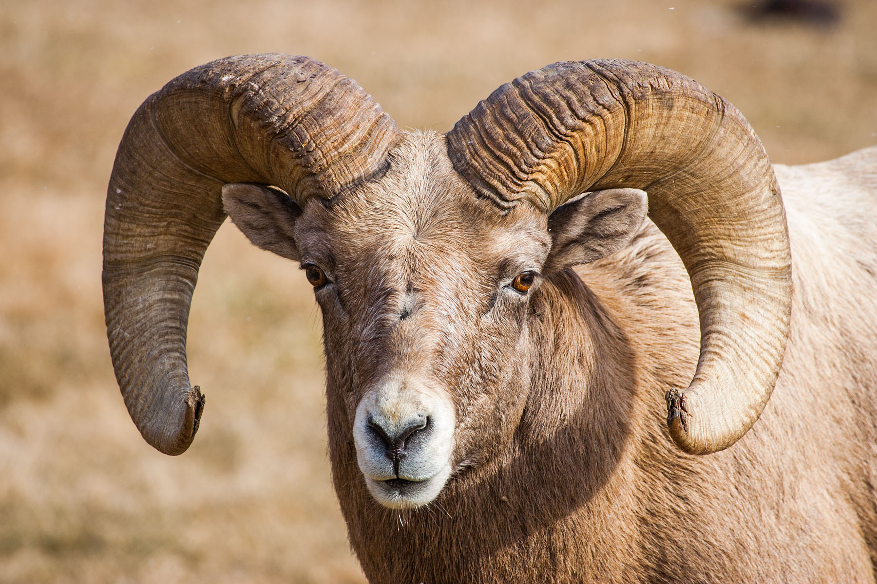 Rocky Mountain Bighorn, Custer State Park, SD.  Click for next photo.