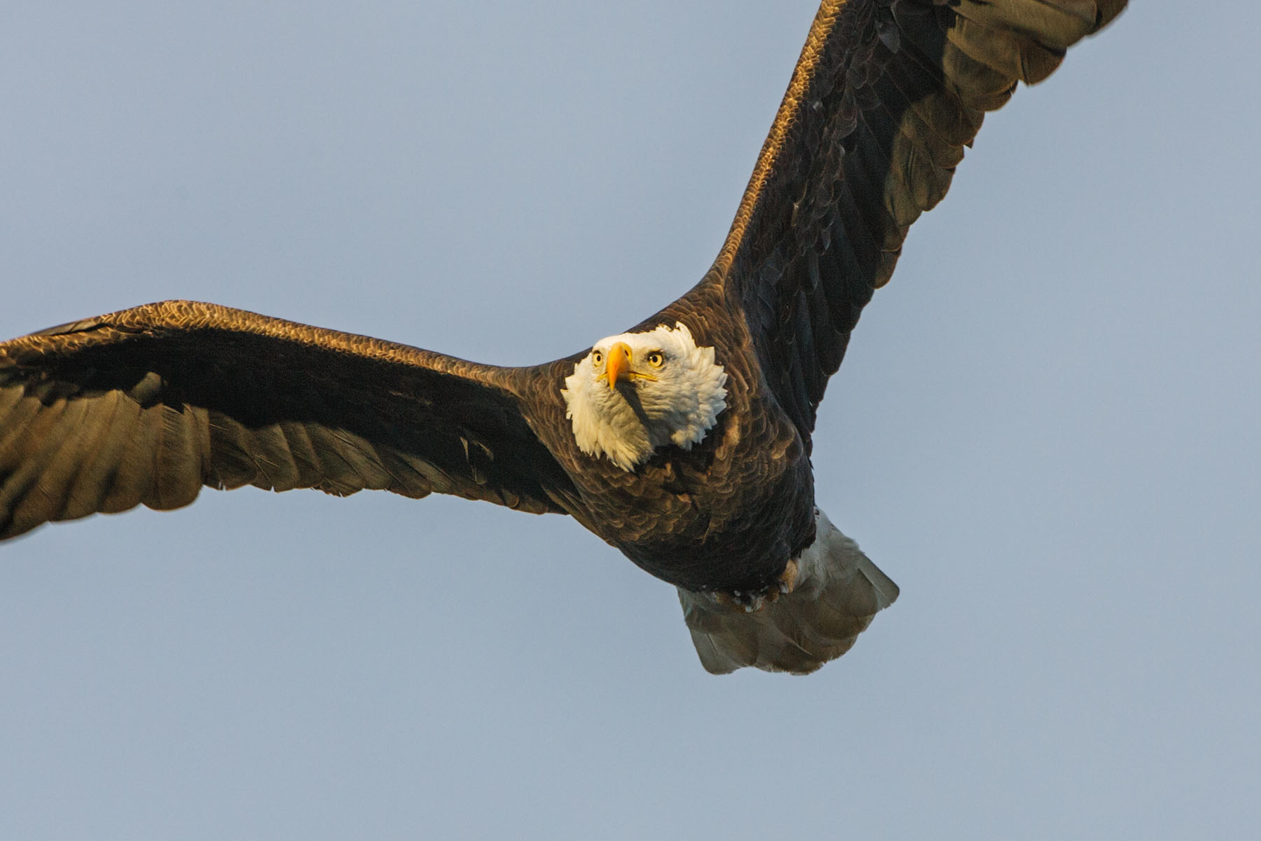 Bald eagle, Mississippi River.  Click for next photo.