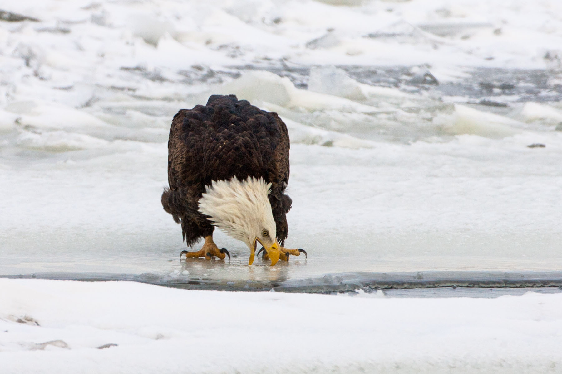 Bald eagle on the frozen Mississippi River.  Click for next photo.