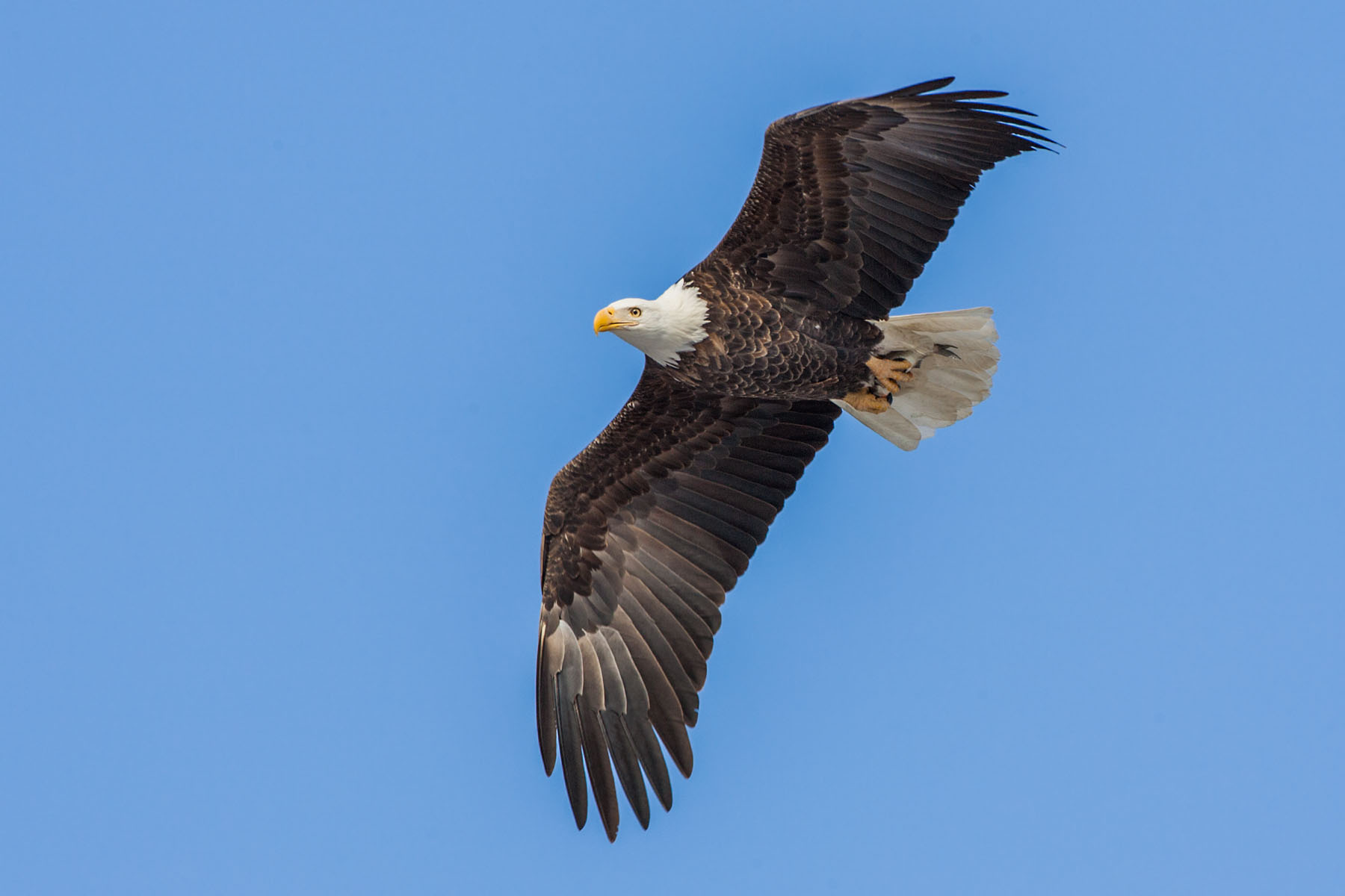 Bald eagle, Mississippi River.  Click for next photo.