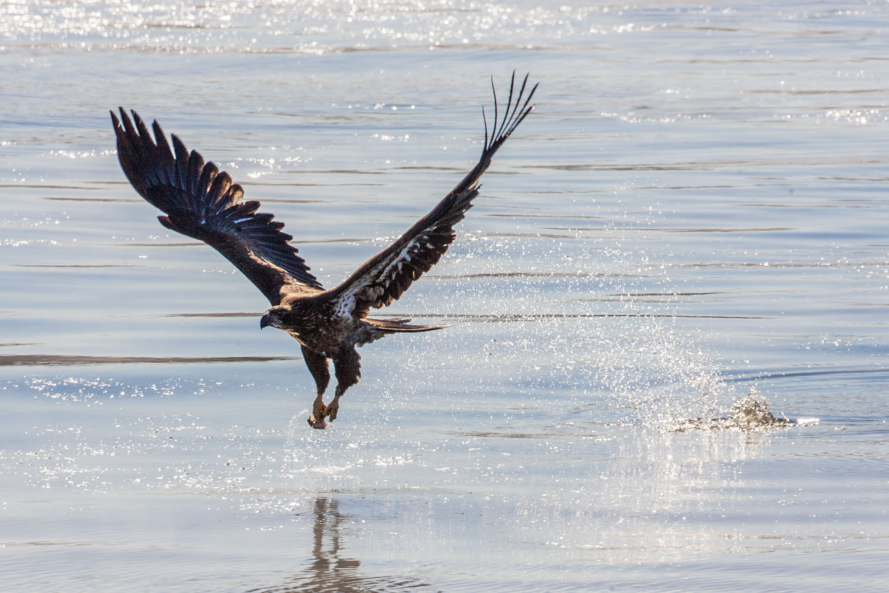Juvenile bald eagle makes a big splash for a small fish, Mississippi River.  Click for next photo.