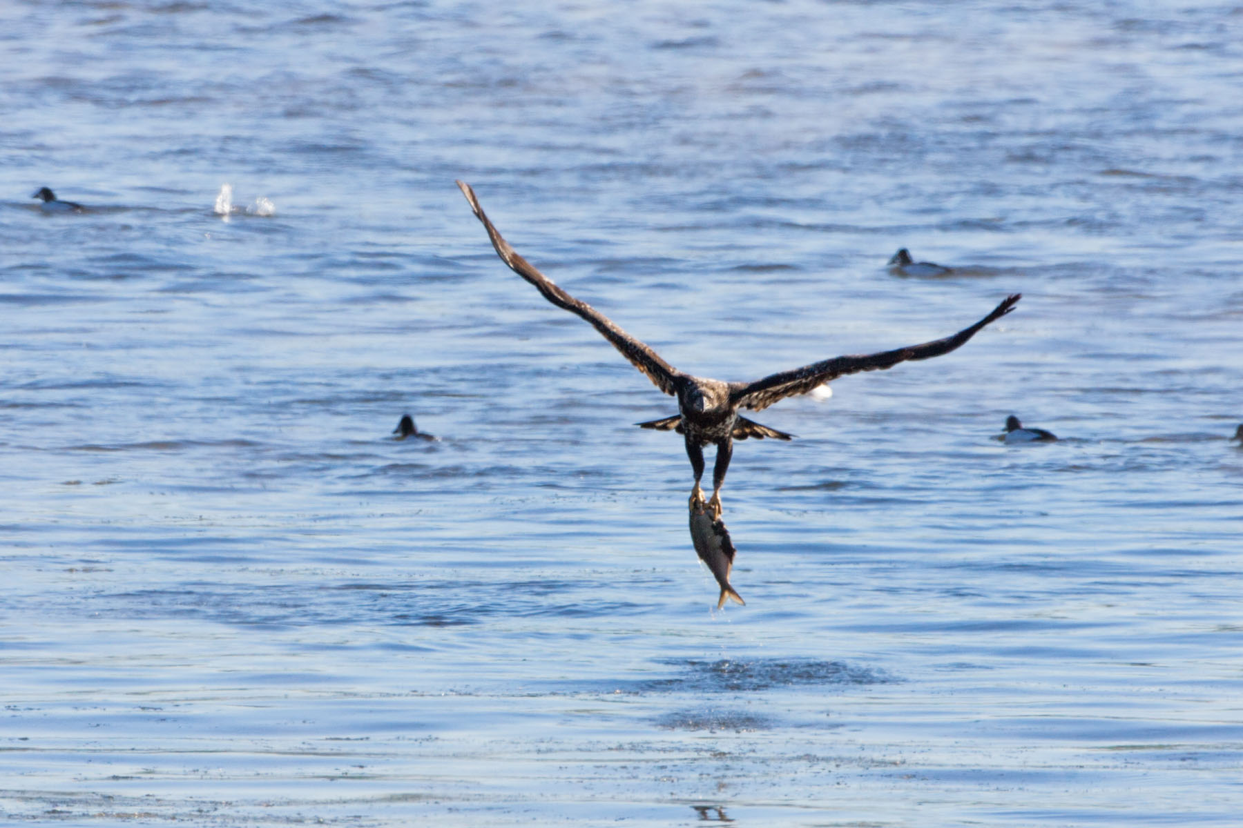 Juvenile bald eagle latches on to a big fish, Mississippi River.  Click for next photo.