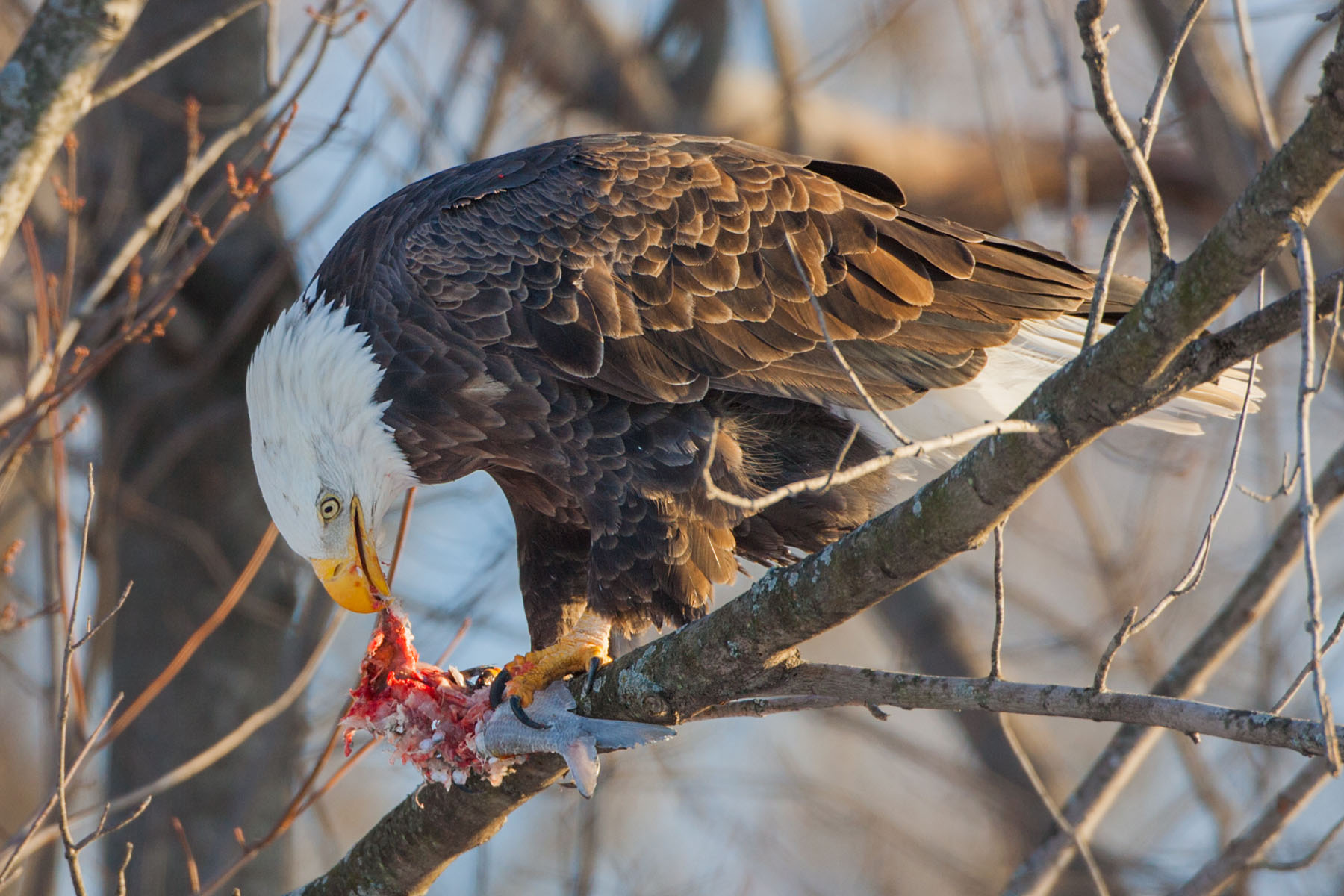 Bald eagle, Mississippi River.  Click for next photo.
