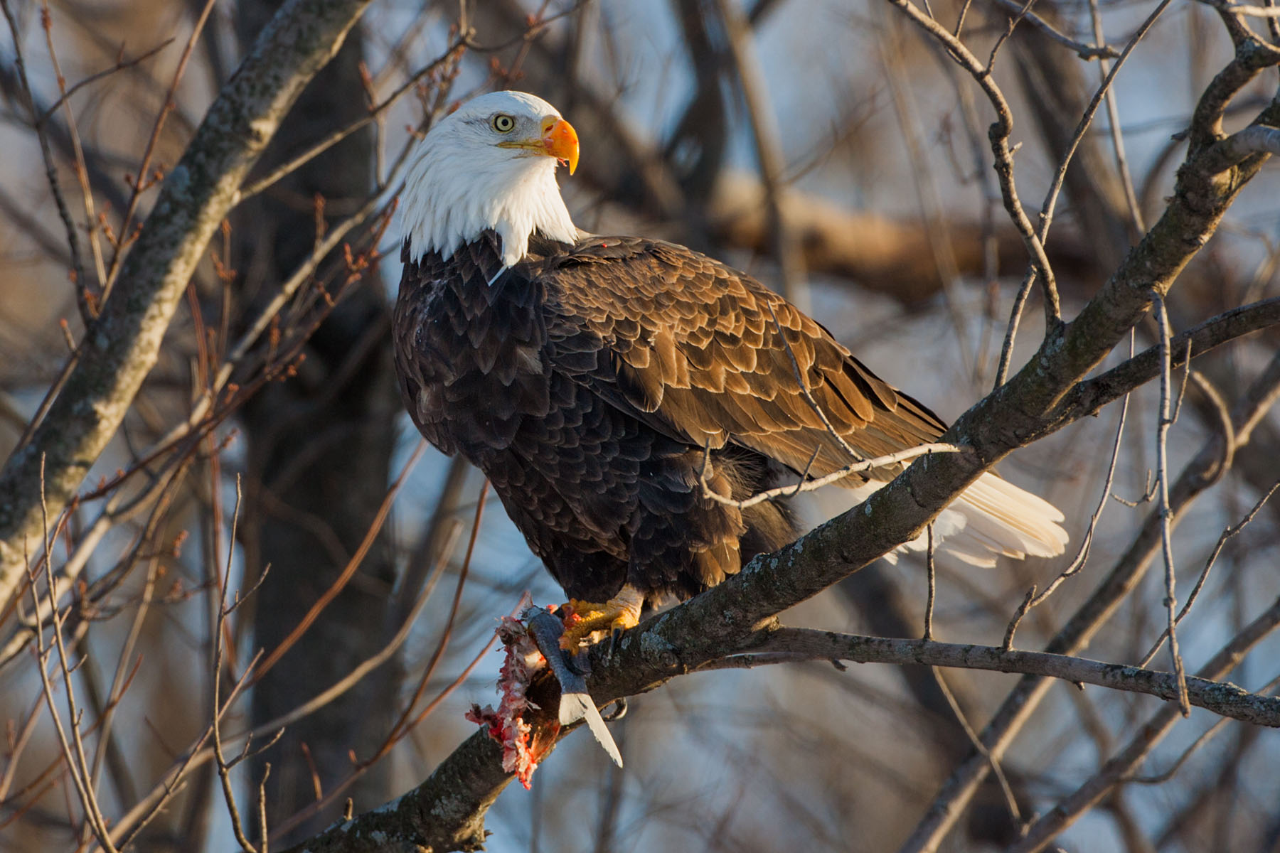 Bald eagle, Mississippi River.  Click for next photo.