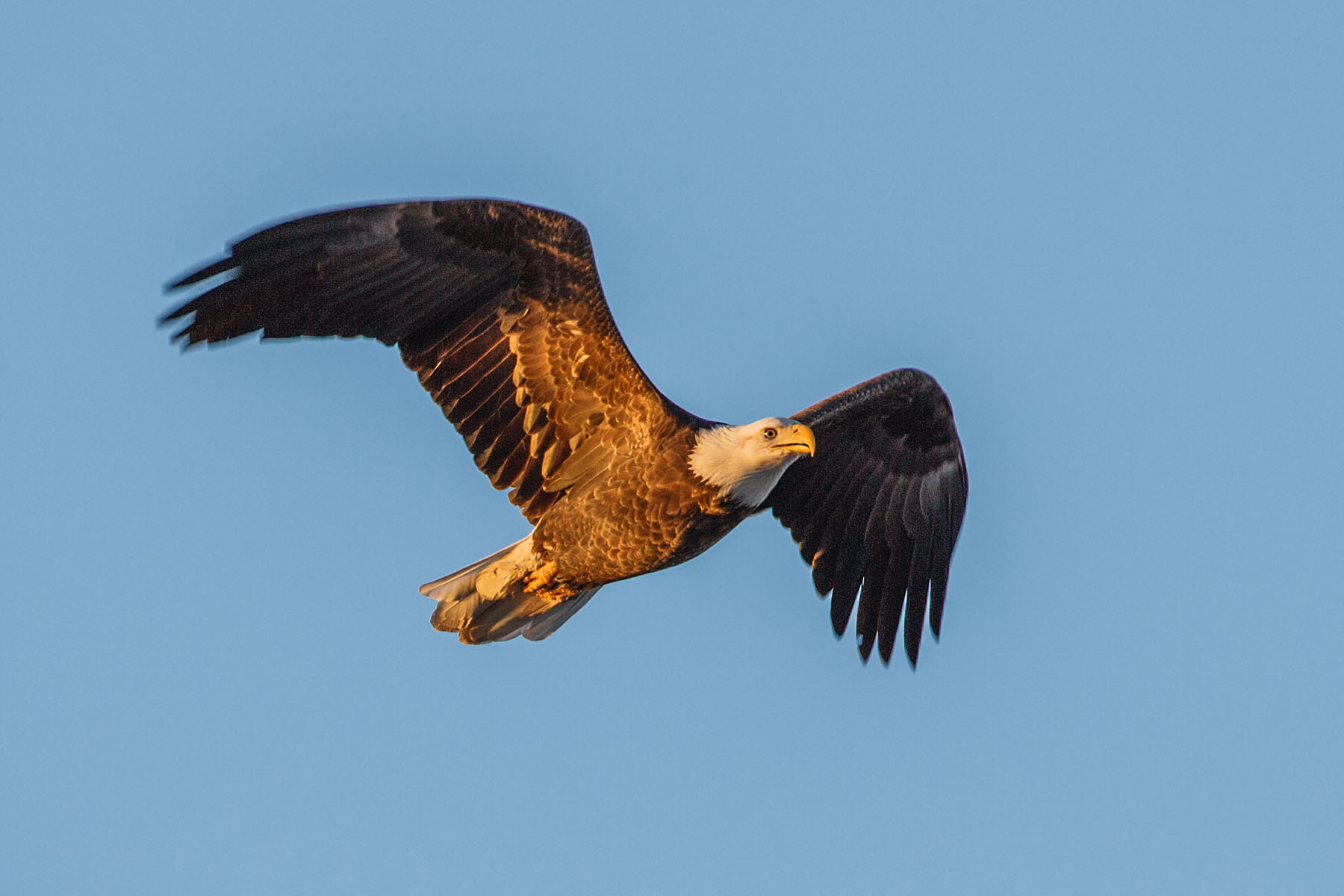 Bald eagle, Mississippi River.  Click for next photo.