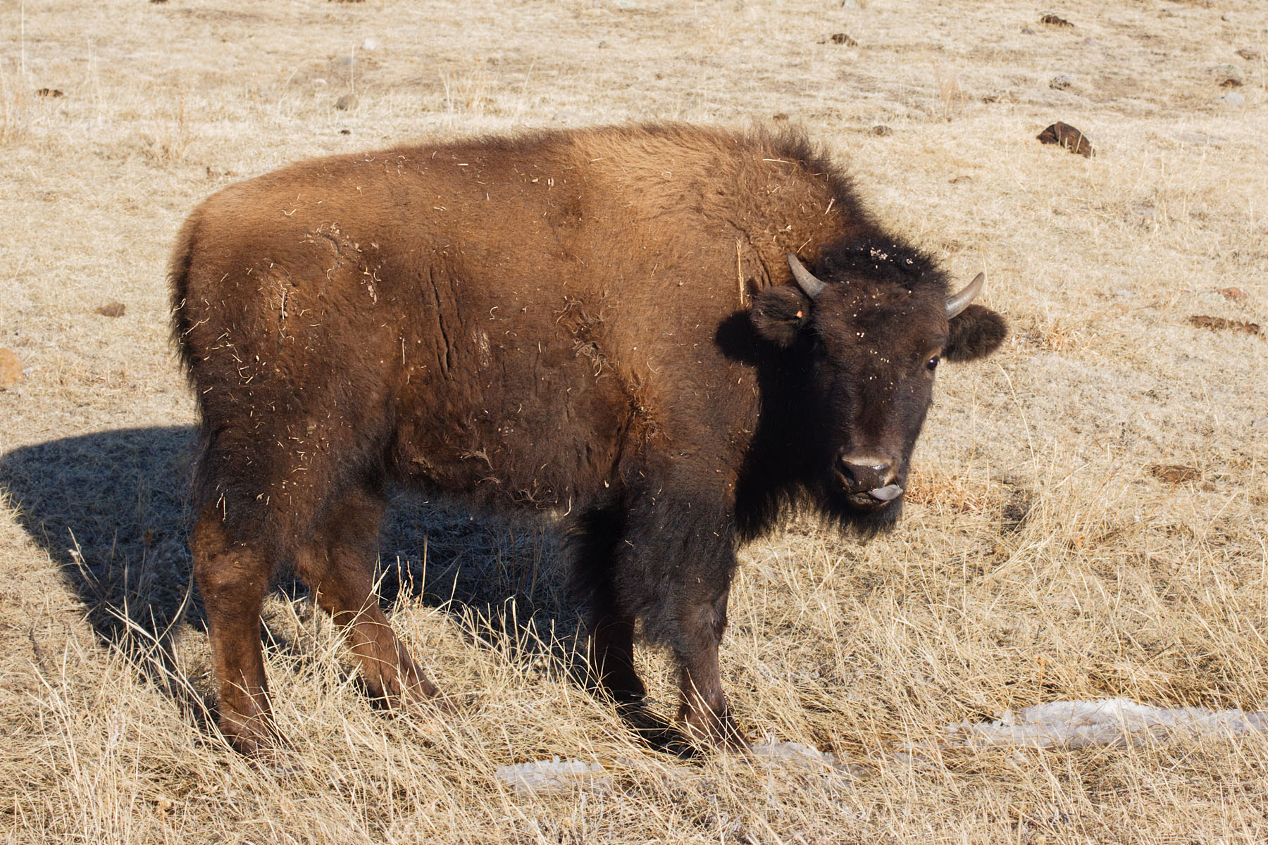 Bison, Custer State Park, South Dakota.  Click for next photo.