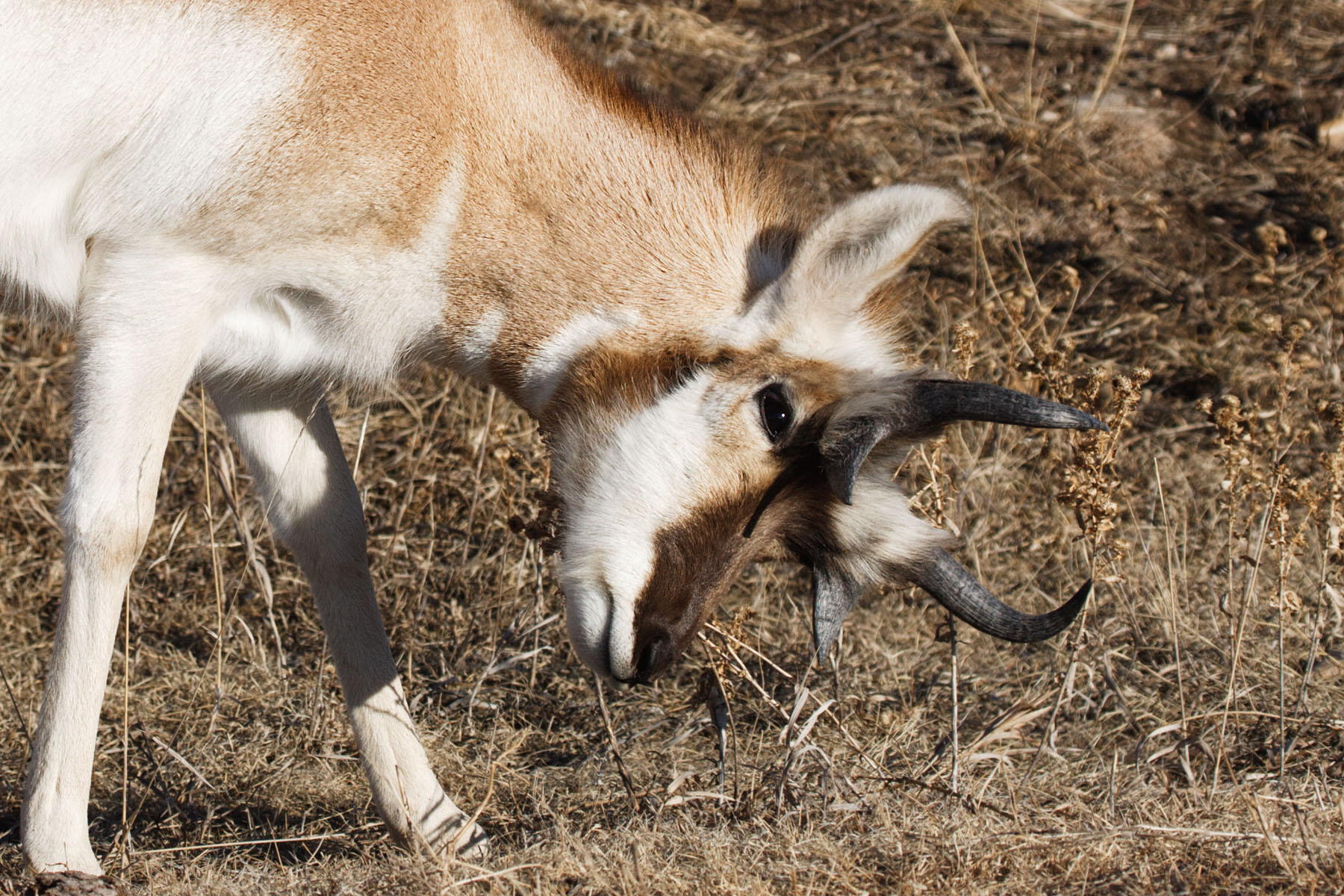 Pronghorn scratches on a dry weed, Custer State Park, South Dakota.  Click for next photo.